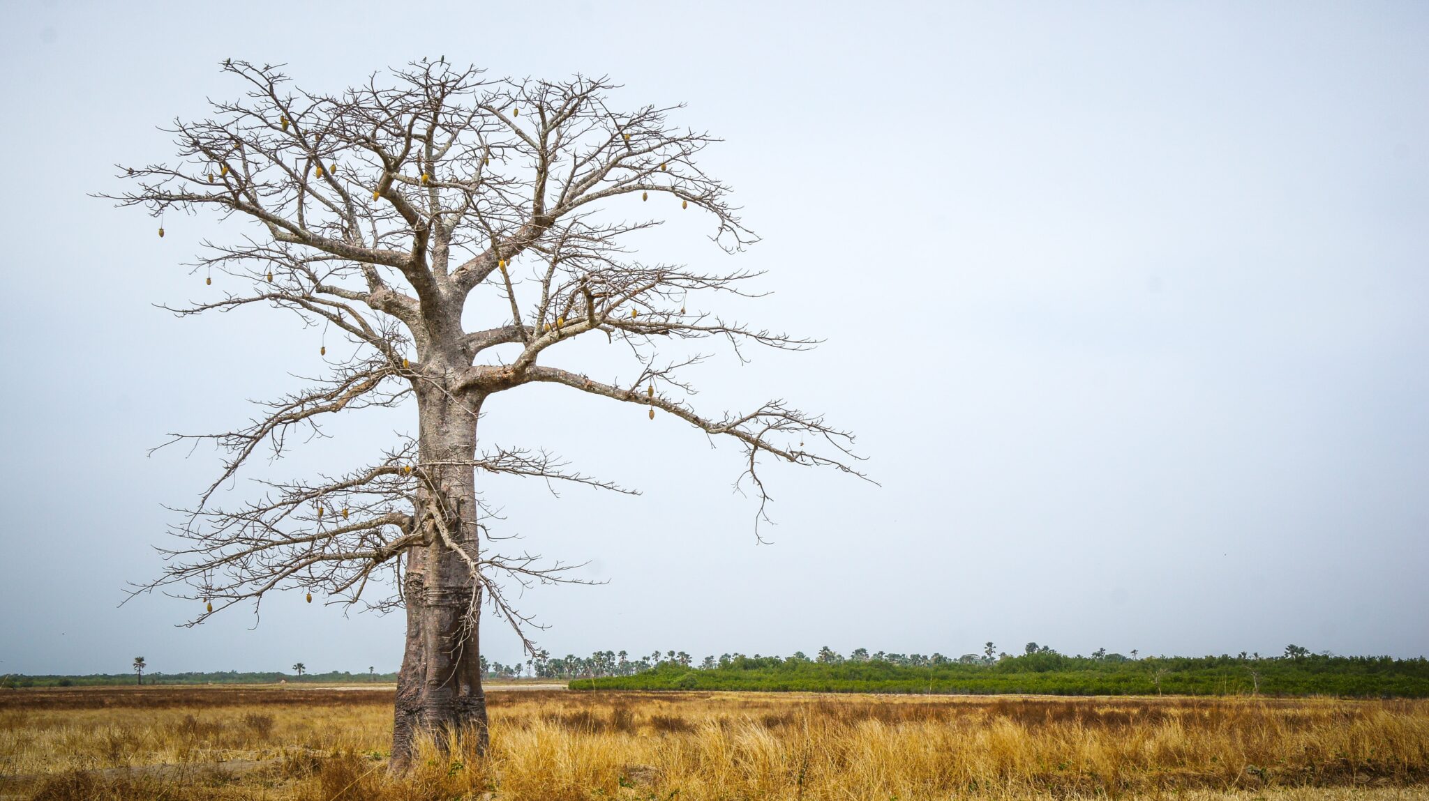 Sénégal Complet - Circuit 